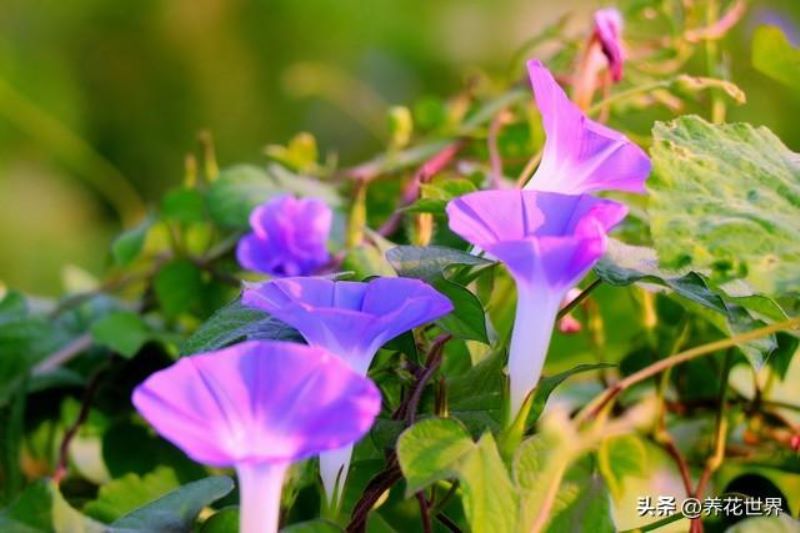 常见的藤本植物有哪些「常见的藤本植物有哪些类型」