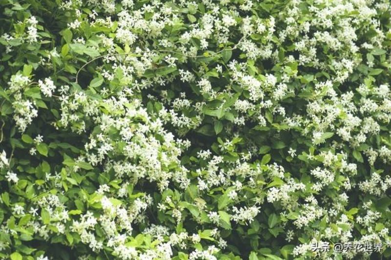 常见的藤本植物有哪些「常见的藤本植物有哪些类型」