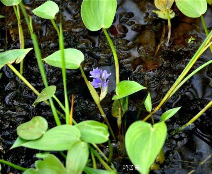 常见的野生水草有哪些「常见的野生水草有哪些图片」