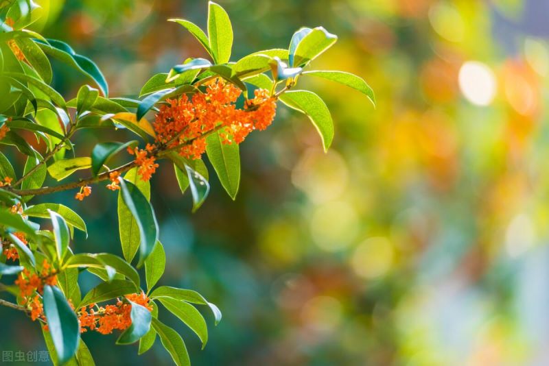 常见绿化用花卉品种有哪些「常见绿化用花卉品种有哪些图片」