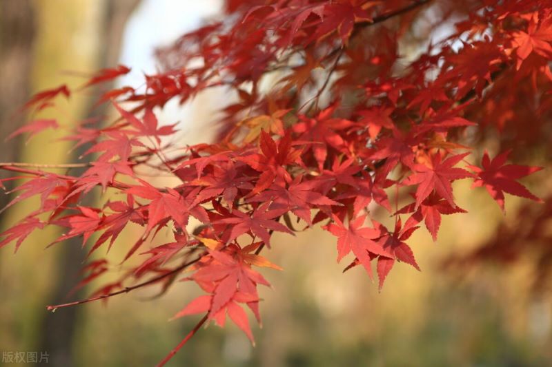 常见绿化用花卉品种有哪些「常见绿化用花卉品种有哪些图片」