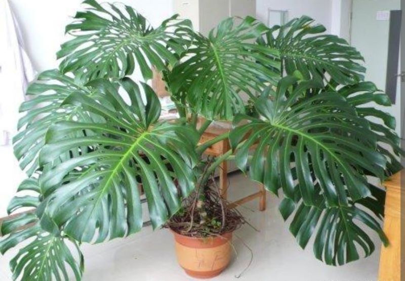 常见绿植盆栽有哪些「常见绿植盆栽有哪些种类」