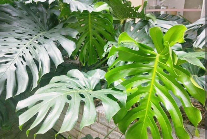 常见绿植盆栽有哪些「常见绿植盆栽有哪些种类」