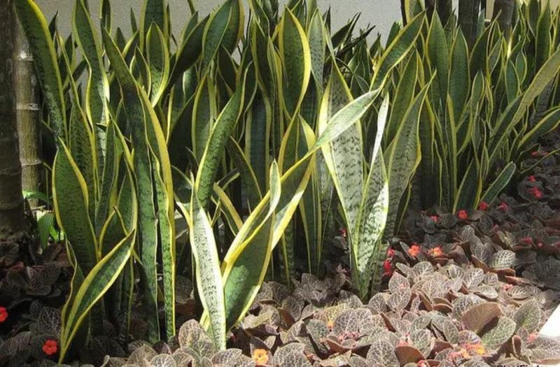 常见绿植盆栽有哪些「常见绿植盆栽有哪些种类」