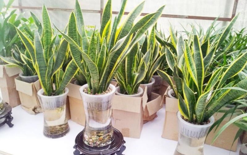 常见绿植盆栽有哪些「常见绿植盆栽有哪些种类」