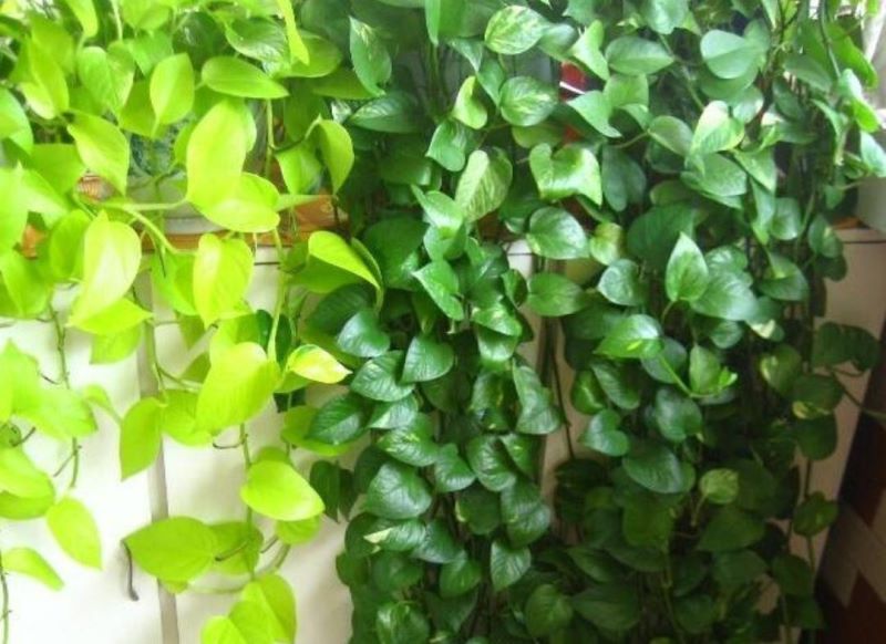 常见绿植盆栽有哪些「常见绿植盆栽有哪些种类」