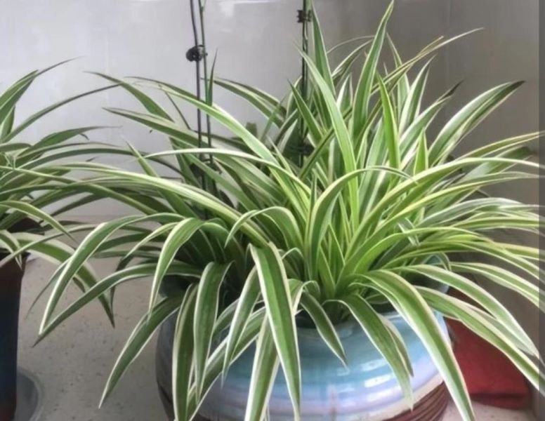 常见绿植盆栽有哪些「常见绿植盆栽有哪些种类」