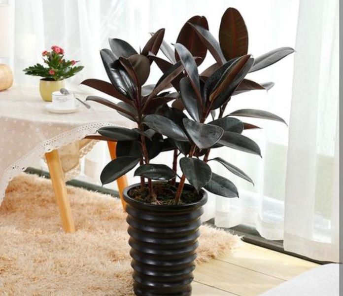 常见绿植盆栽有哪些「常见绿植盆栽有哪些种类」