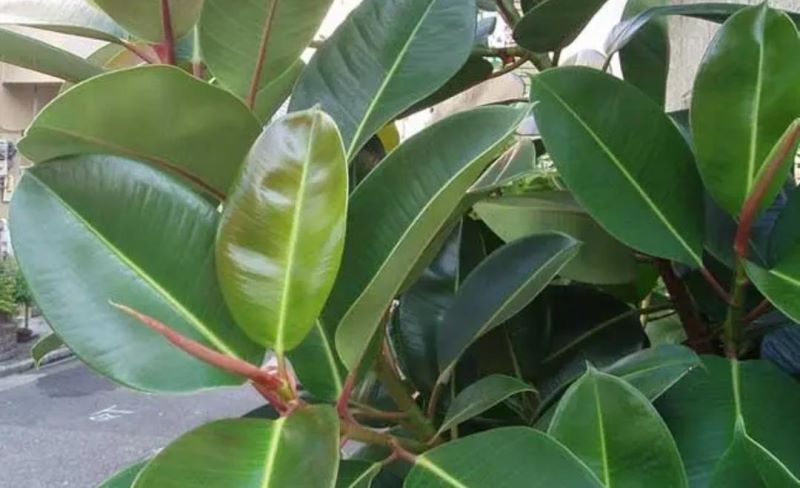 常见绿植盆栽有哪些「常见绿植盆栽有哪些种类」