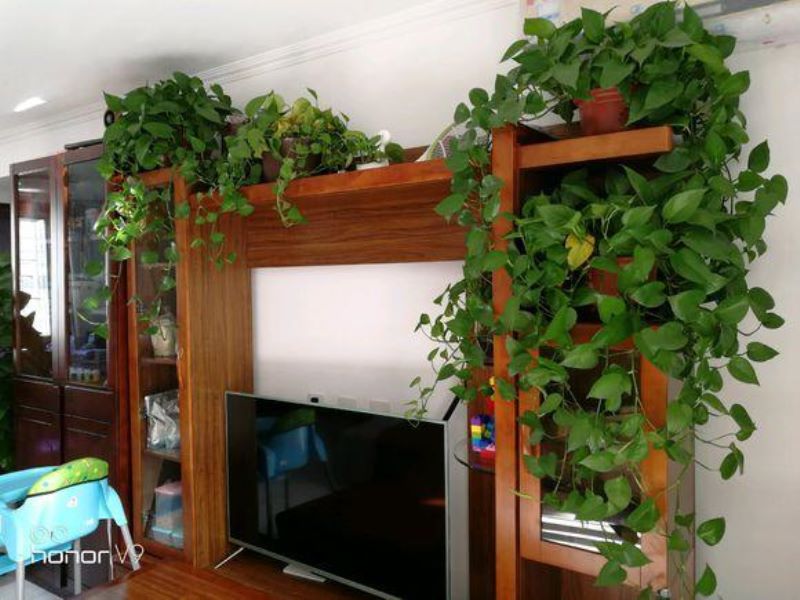 常见花卉植物管理技术有哪些「常见花卉植物管理技术有哪些种类」