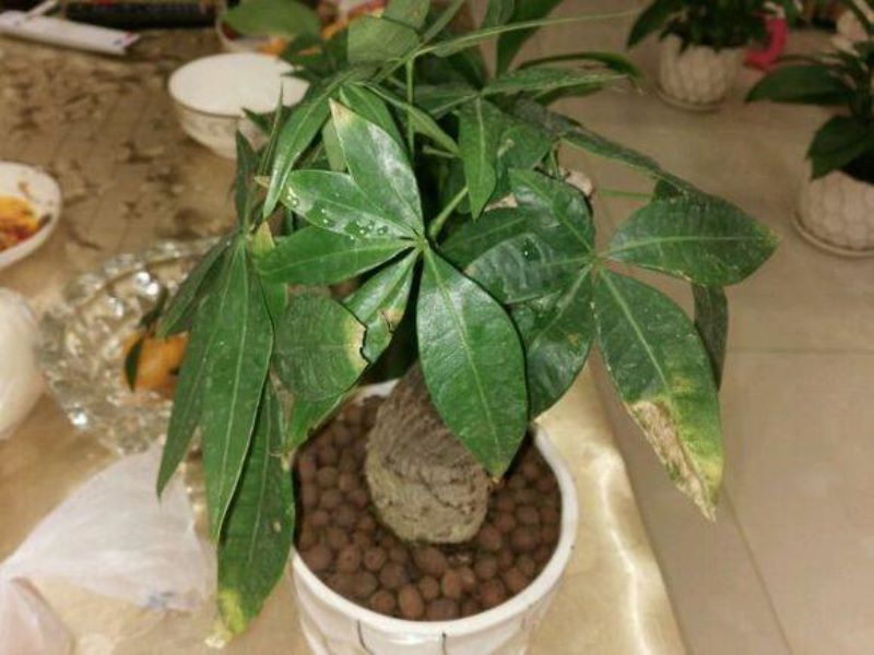 常见花卉植物管理技术有哪些「常见花卉植物管理技术有哪些种类」