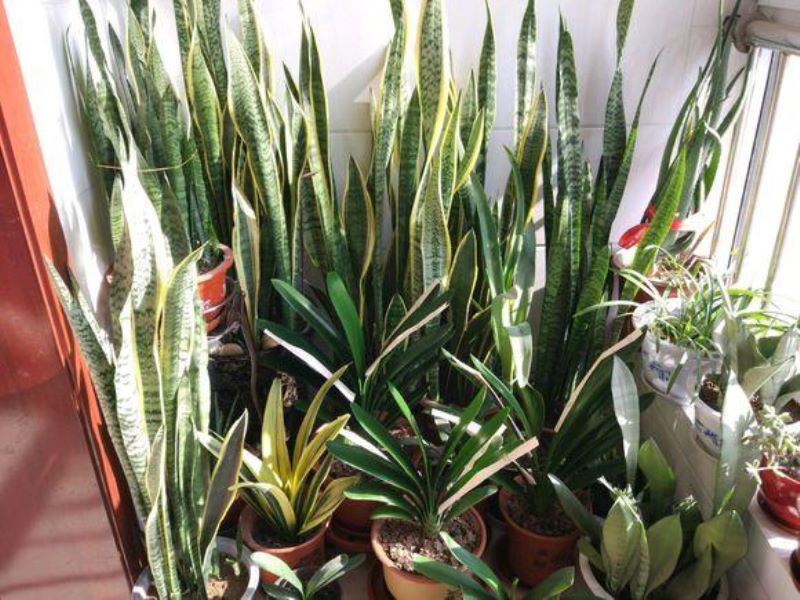 常见花卉植物管理技术有哪些「常见花卉植物管理技术有哪些种类」
