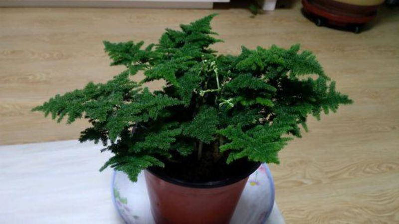 常见花卉植物管理技术有哪些「常见花卉植物管理技术有哪些种类」