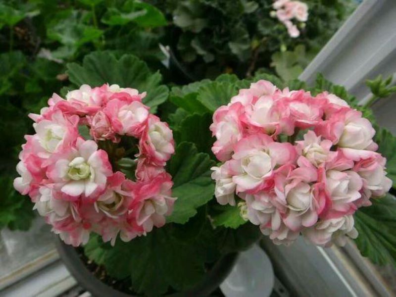 常见花卉植物管理技术有哪些「常见花卉植物管理技术有哪些种类」