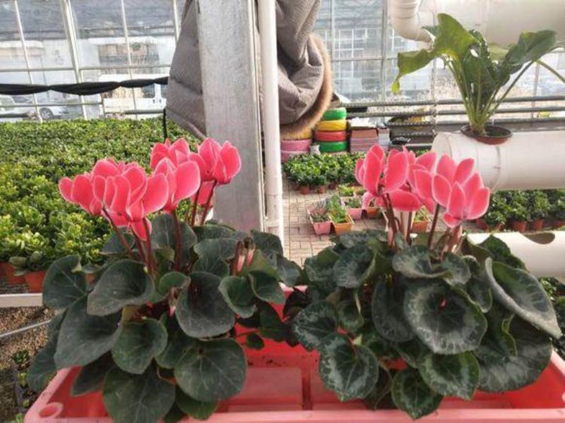 常见花卉植物管理技术有哪些「常见花卉植物管理技术有哪些种类」