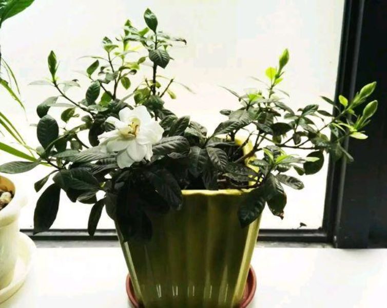 常见花卉植物管理技术有哪些「常见花卉植物管理技术有哪些种类」