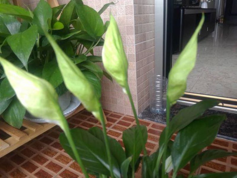 常见花卉植物管理技术有哪些「常见花卉植物管理技术有哪些种类」