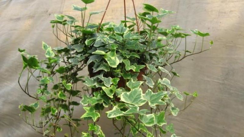 常青藤爬墙种植方法「常青藤爬墙种植方法视频」