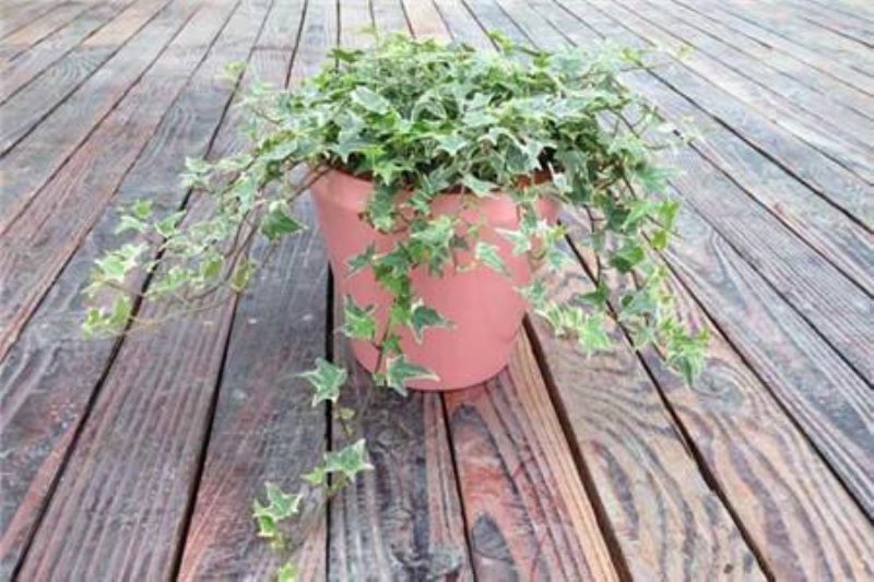 常青藤爬墙种植方法「常青藤爬墙种植方法视频」