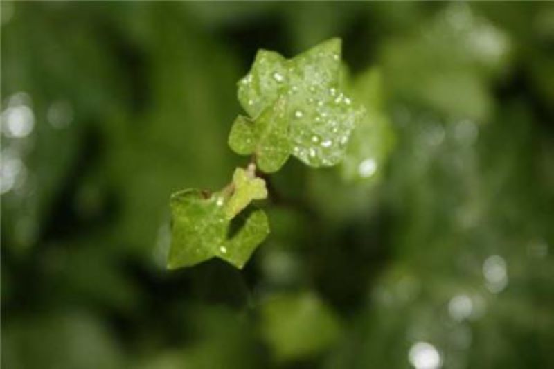常青藤爬墙种植方法「常青藤爬墙种植方法视频」