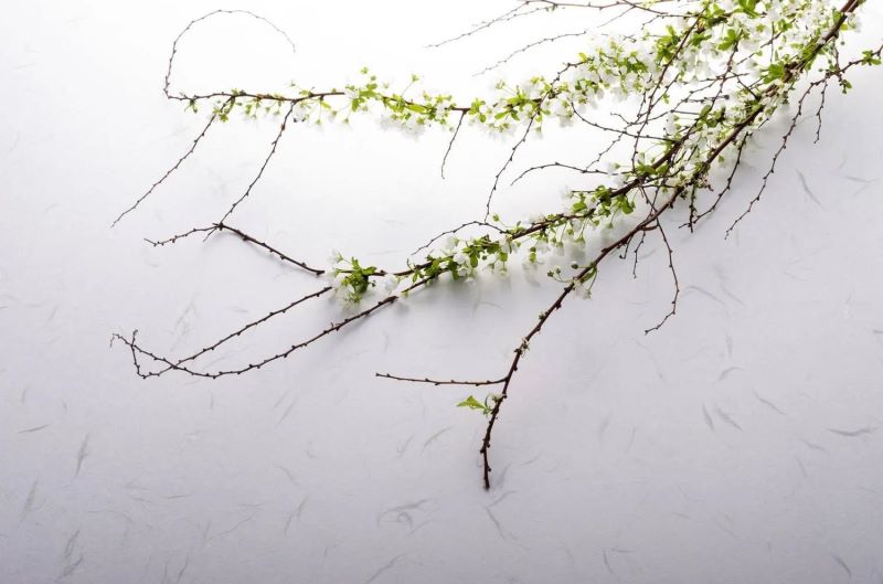 干枝雪柳水培怎么养「干枝雪柳水培怎么养的」