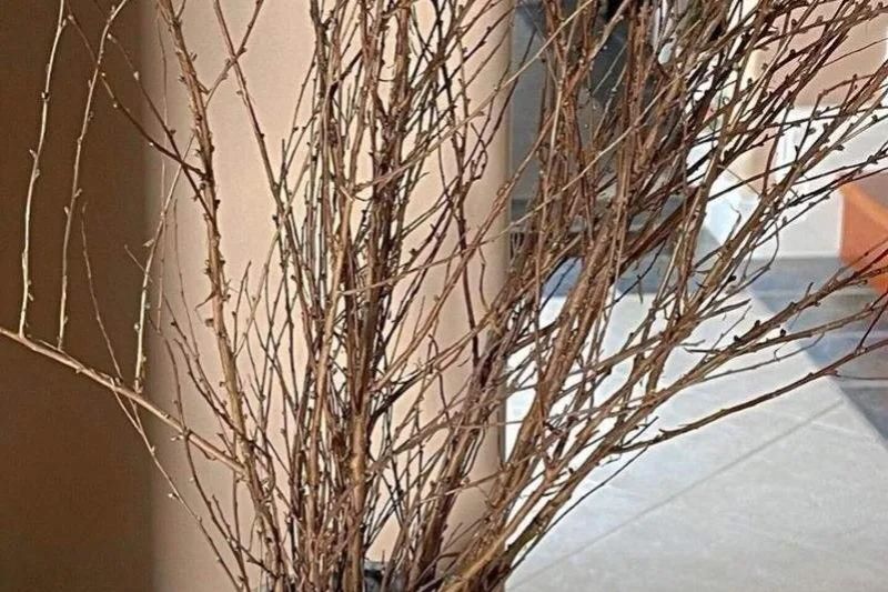 干枝雪柳水培怎么养「干枝雪柳水培怎么养的」
