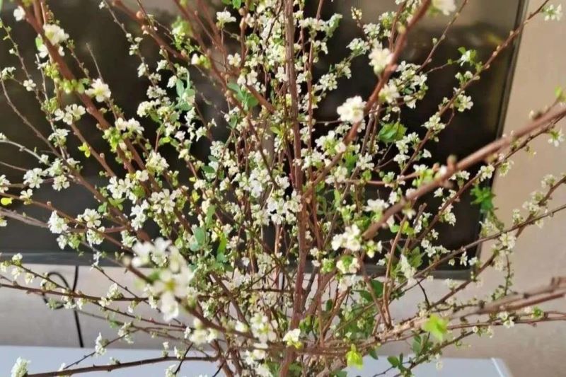 干枝雪柳水培怎么养「干枝雪柳水培怎么养的」