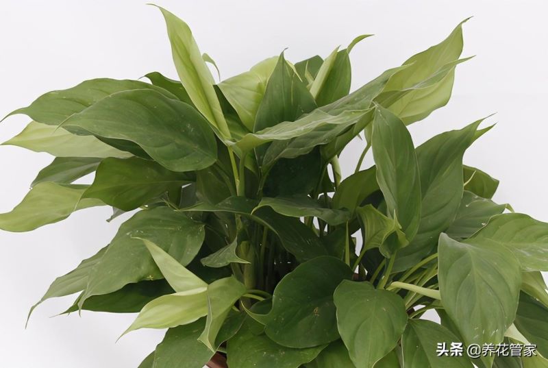 广东万年青怎么繁殖「广东万年青怎么繁殖-」