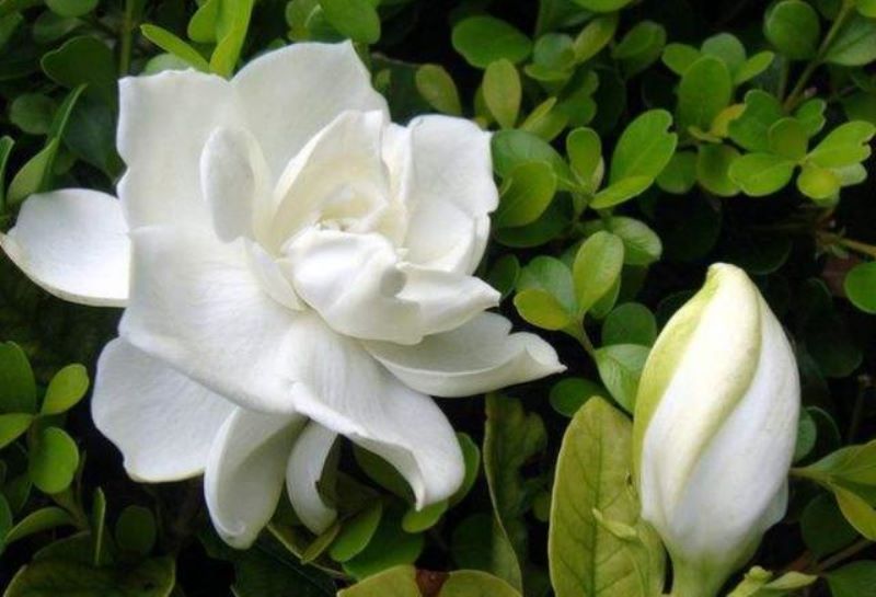 广东栀子花一年开几次花「广东栀子花一年开几次花啊」