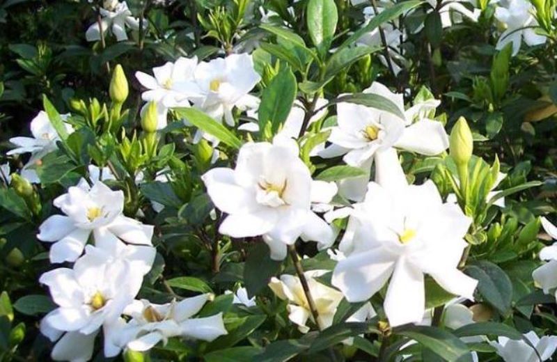 广东栀子花一年开几次花「广东栀子花一年开几次花啊」