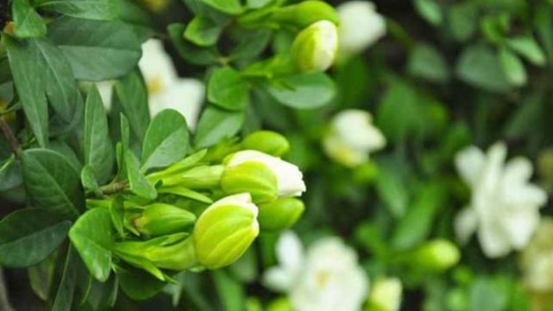广东栀子花一年开几次花「广东栀子花一年开几次花啊」
