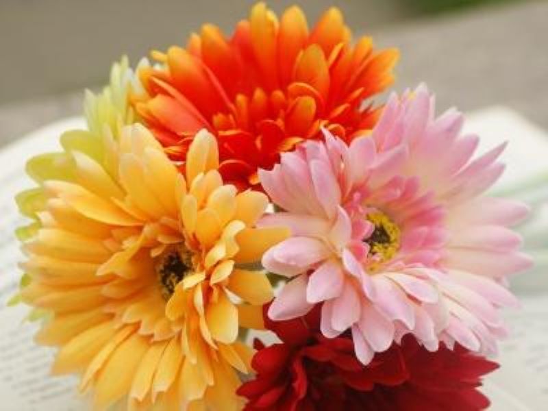 弗朗花怎么养才能开花「弗朗花怎么养才能开花呢」