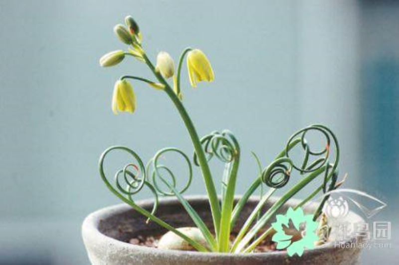 弹簧草怎么种「弹簧草怎么种植」