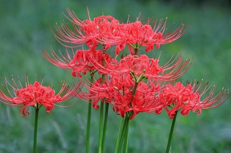彼岸花如何种植「彼岸花如何种植养护」_2