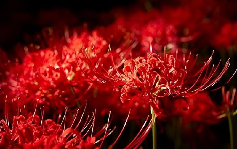 彼岸花如何种植「彼岸花如何种植养护」_2