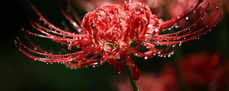 彼岸花如何种植「彼岸花如何种植养护」_2