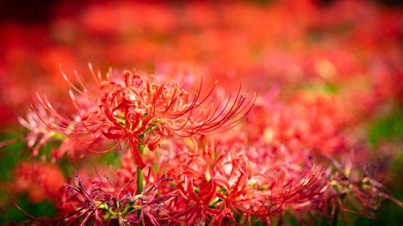 彼岸花如何种植「彼岸花如何种植养护」_2