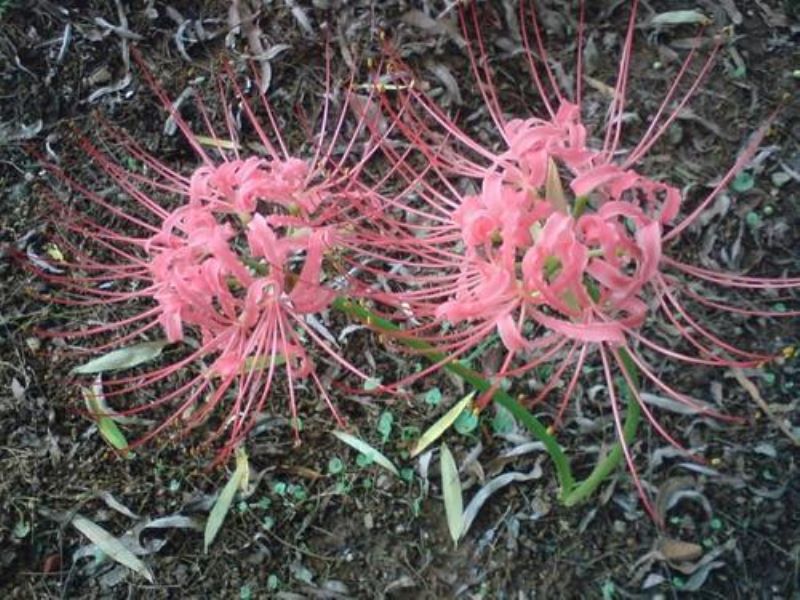 彼岸花如何种植方法「彼岸花如何种植方法水培」