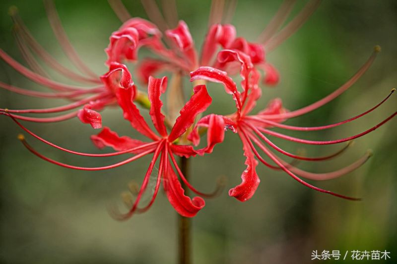 彼岸花怎么种植和养护「彼岸花怎么种植和养护视频」