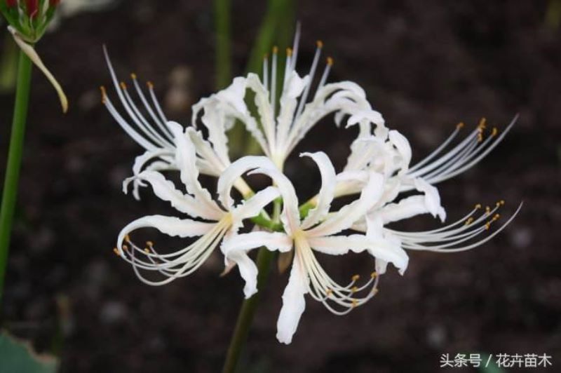 彼岸花怎么种植和养护「彼岸花怎么种植和养护视频」