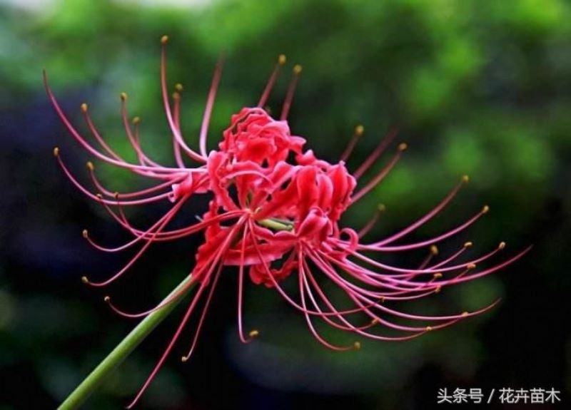 彼岸花怎么种植和养护「彼岸花怎么种植和养护视频」