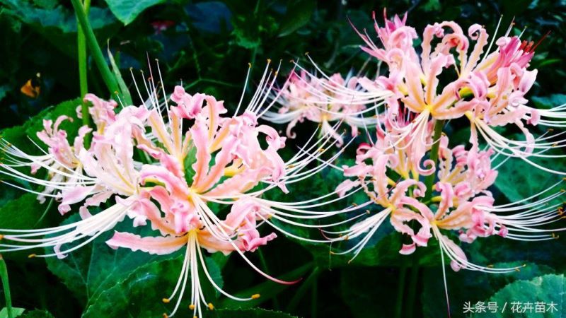 彼岸花怎么种植和养护「彼岸花怎么种植和养护视频」