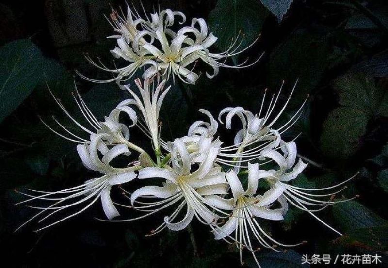 彼岸花怎么种植和养护「彼岸花怎么种植和养护视频」