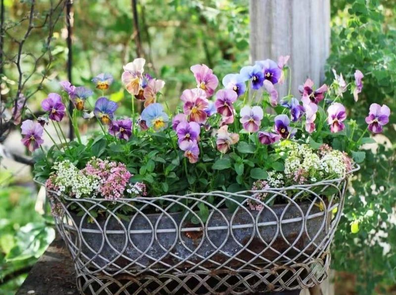 户外花箱适合种什么花「户外花箱适合种什么花草」