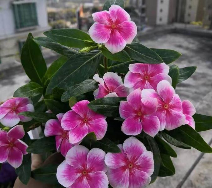 户外花箱适合种什么花「户外花箱适合种什么花草」