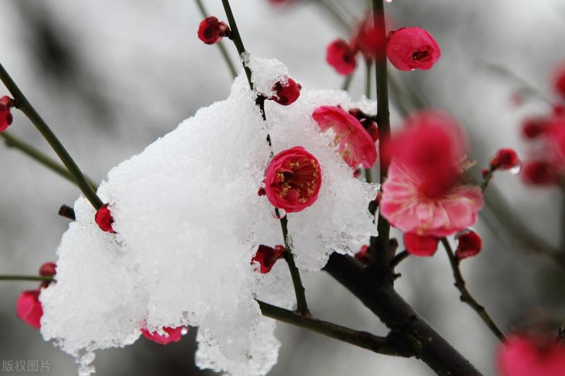 房屋门前种什么树最好「房屋门前种什么树最好不生虫」