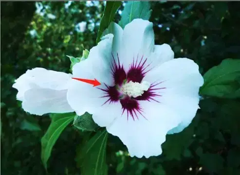 扶桑和木槿花的区别是什么「扶桑和木槿花的区别是什么呢」