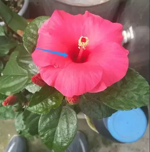 扶桑和木槿花的区别是什么「扶桑和木槿花的区别是什么呢」