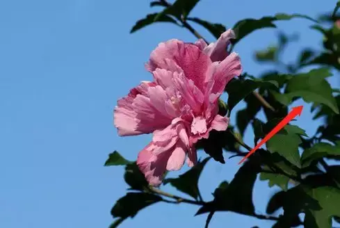扶桑和木槿花的区别是什么「扶桑和木槿花的区别是什么呢」