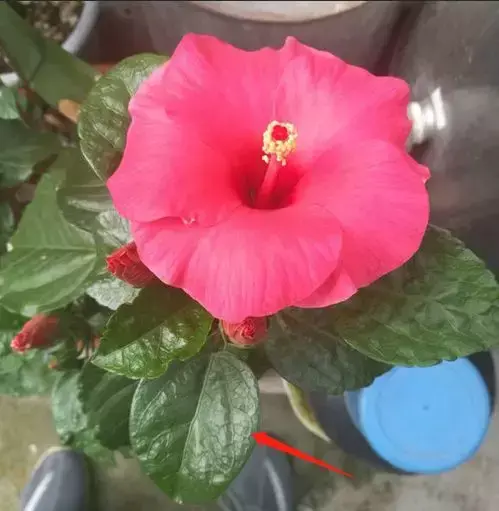 扶桑和木槿花的区别是什么「扶桑和木槿花的区别是什么呢」